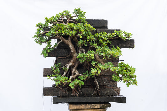 Collectible: Ficus microcarpa - Urban brick wall concept