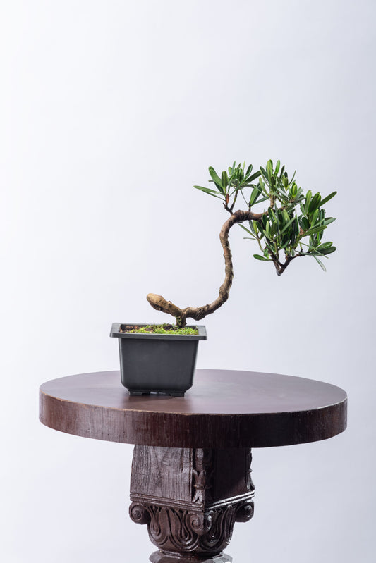 Podocarpus - Bunjin in Square Pot