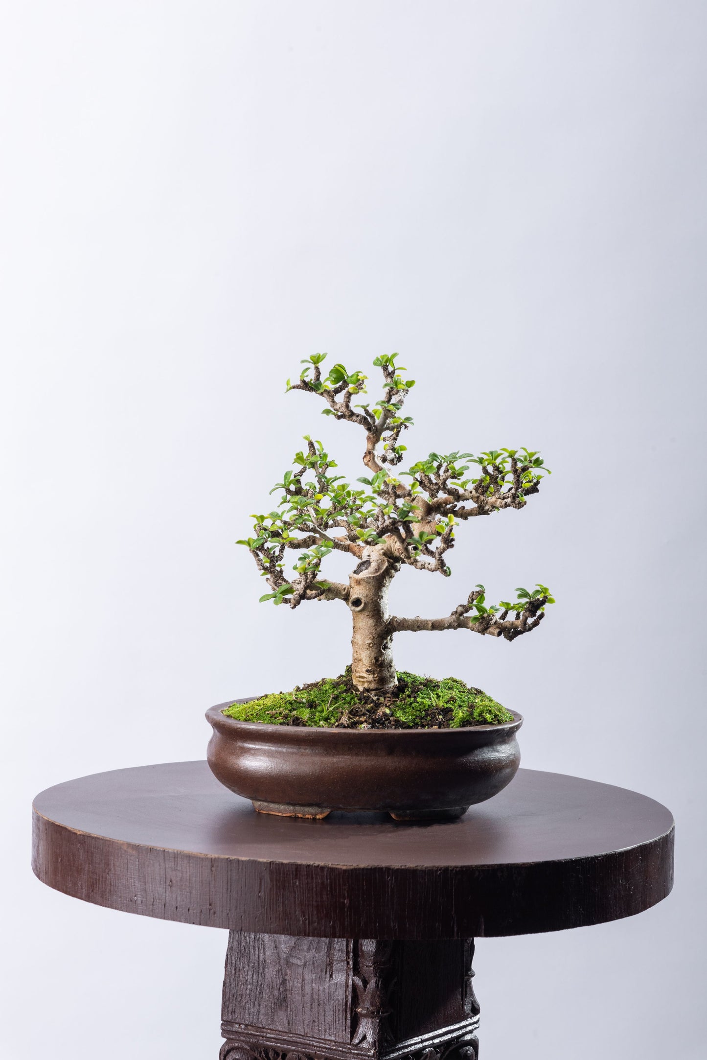 Fukien tea - Formal Style