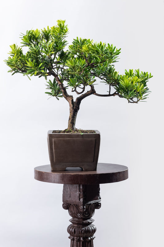 Podocarpus - Formal Style