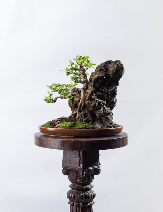 Ficus microcarpa - Twin Trunk On A Rock