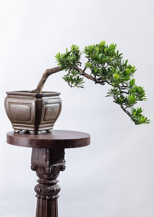 Podocarpus - Semi Cascade Style