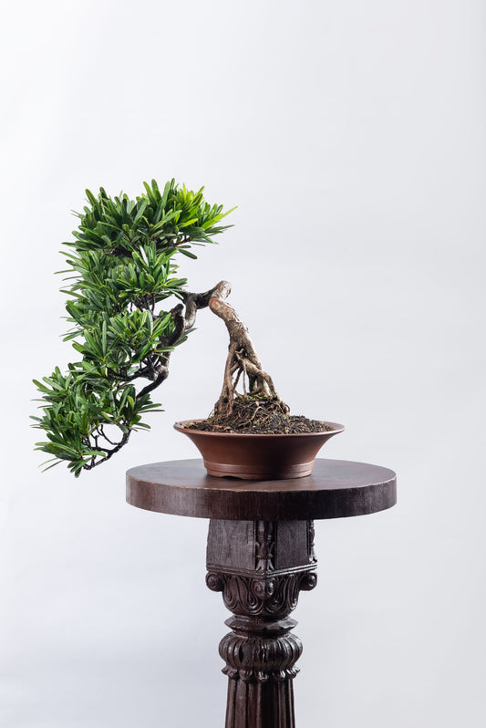 Podocarpus - Exposed Root Semi Cascade Style
