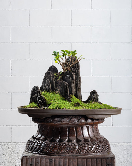 Statement: Ficus microcarpa - Rock Penjin in Handmade Pot