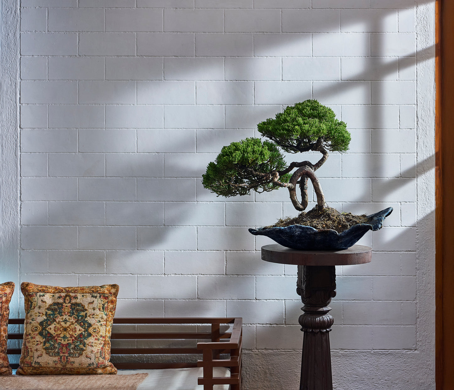 Juniper chinensis Bonsai