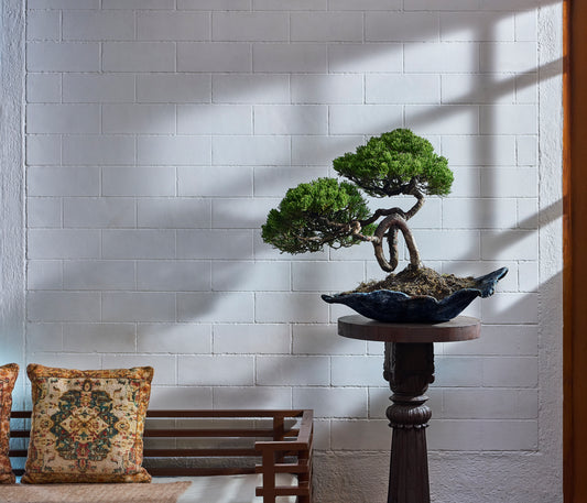 Juniper chinensis Bonsai