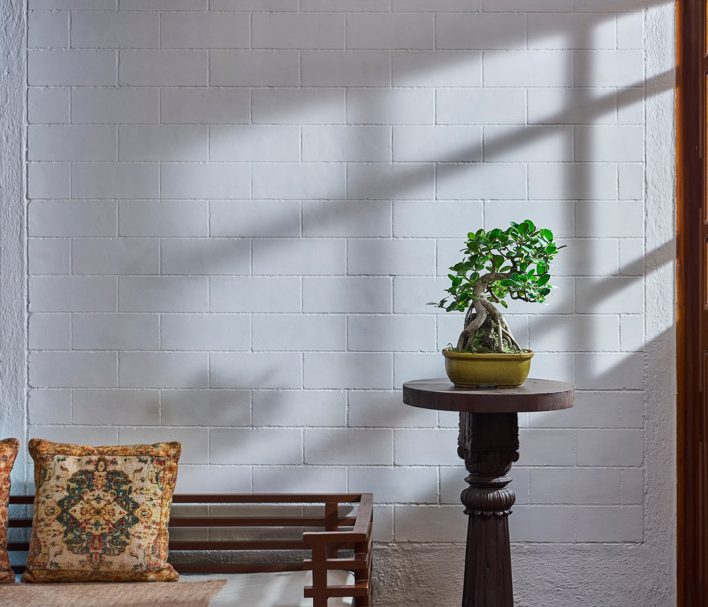 Ficus microcarpa On Rock