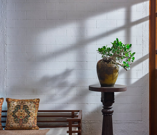 Ficus microcarpa Carved Semi-cascade