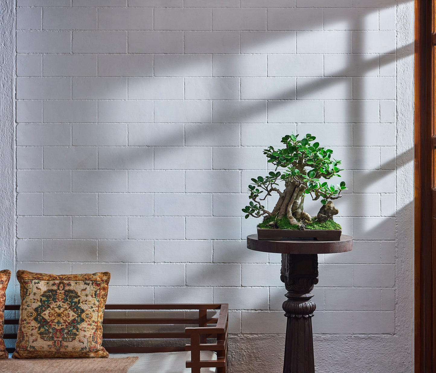 Ficus greenisland Multi-Trunk