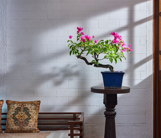 Bouganvillea Shari Trunk