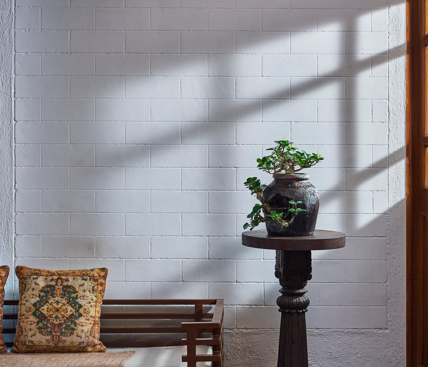 Ficus microcarpa in Jar