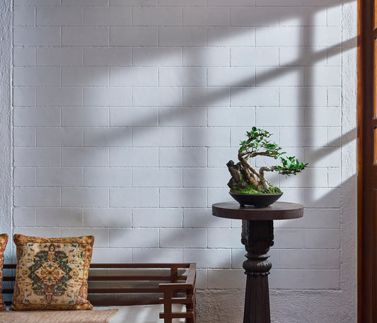 Twin Ficus with rock