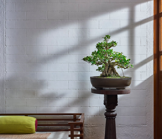 Ficus microcarpa - Specimen