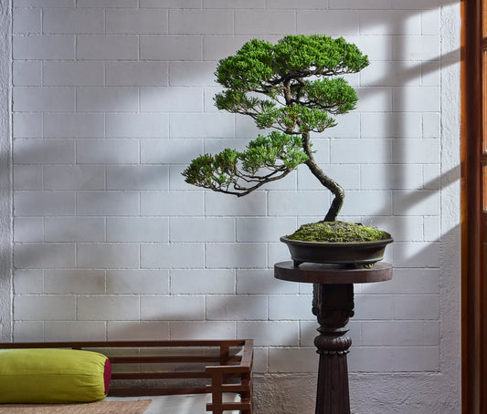 Juniper chinensis - Tall