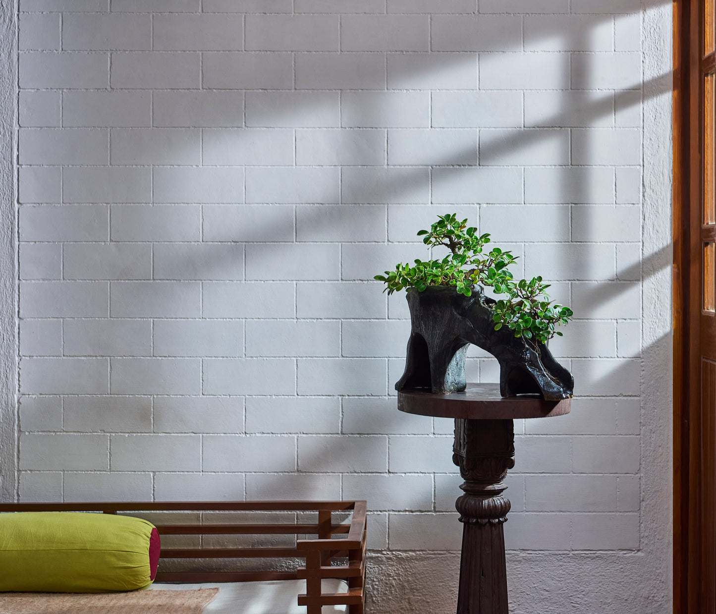 Ficus microcarpa - Ceramic cave pot