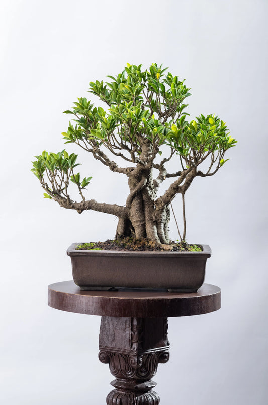 Ficus microcarpa elegant compacta